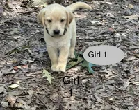 Cupcake , a female Goldador for sale in Belton, SC – 1 of 4
