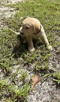 Flash, a male Goldador for sale in Belton, SC – 3 of 4