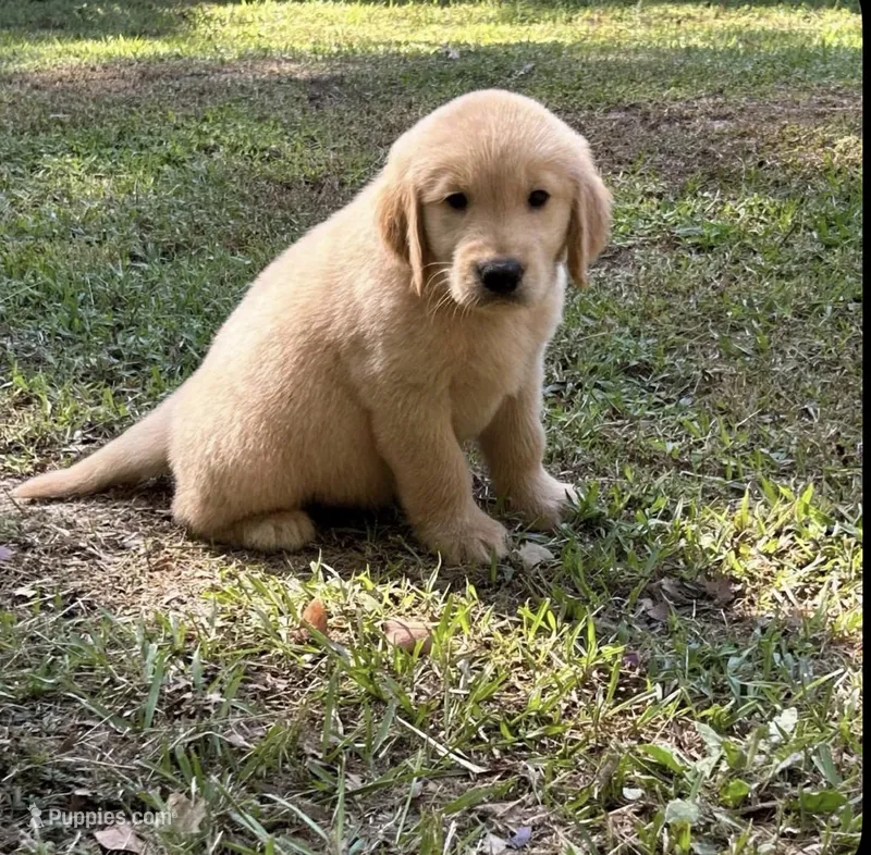 Bubba – Goldador puppy for sale in Belton, SC