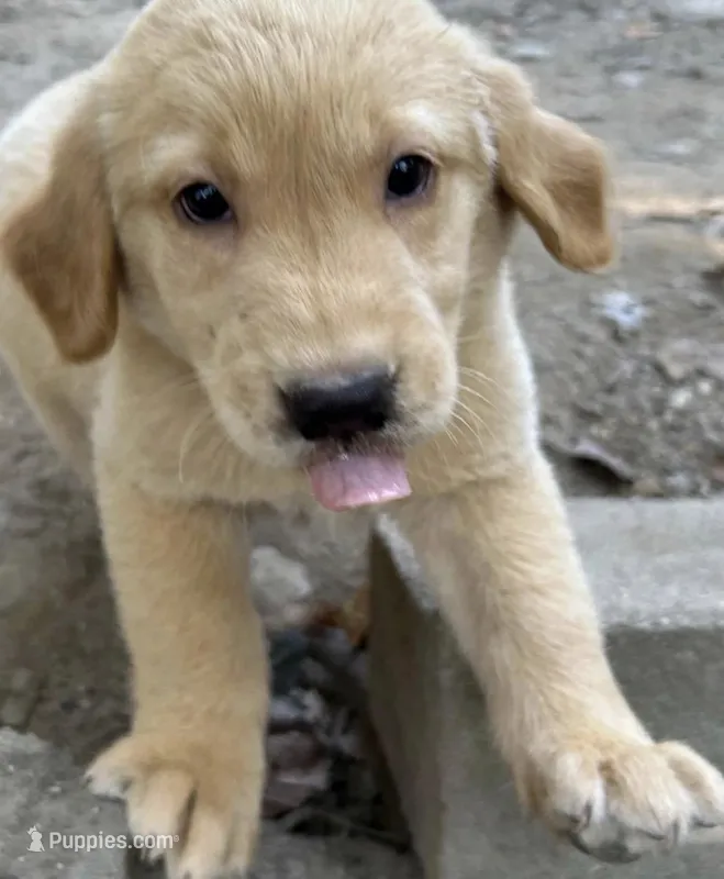Bubba – Goldador puppy on hold in Belton, SC
