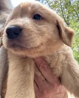 Bubba, a male Goldador for sale in Belton, SC – 4 of 5
