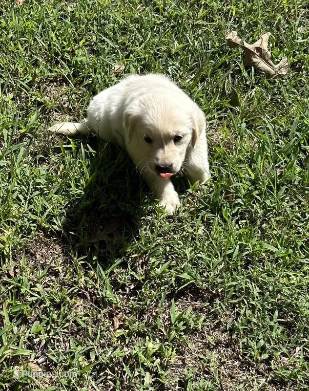 Snowball – Goldador puppy for sale in Belton, SC