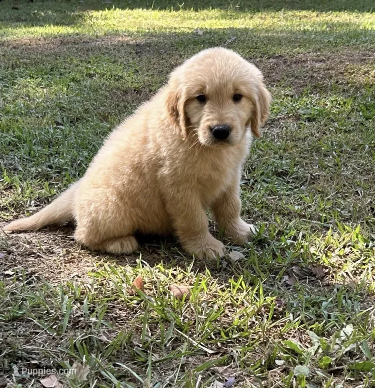 Bubba – Goldador puppy for sale in Belton, SC
