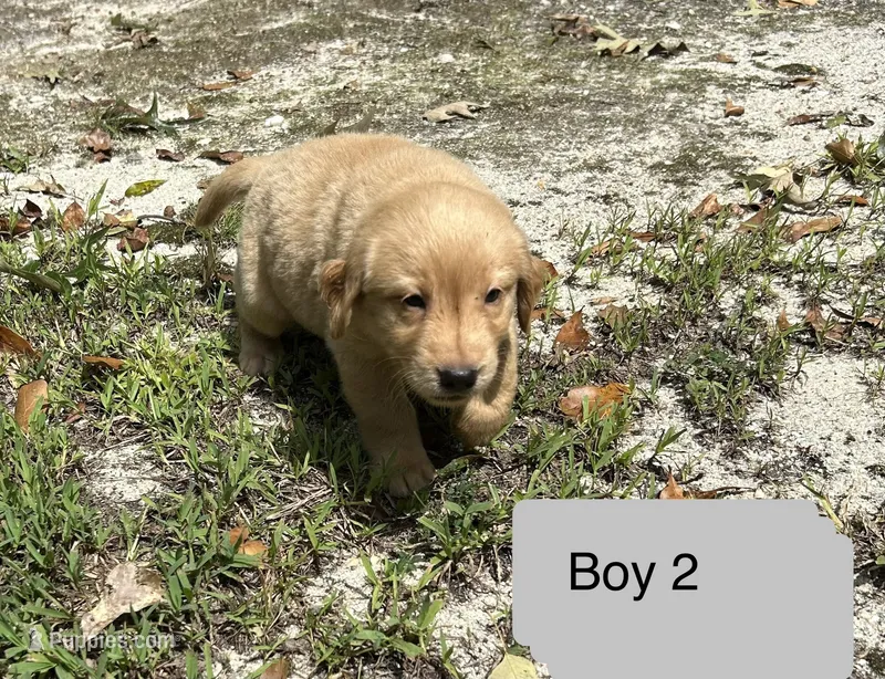 Bubba – Goldador puppy for sale in Belton, SC