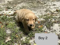 Bubba, a male Goldador for sale in Belton, SC – 1 of 5