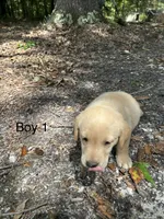 Flash, a male Goldador for sale in Belton, SC – 2 of 4