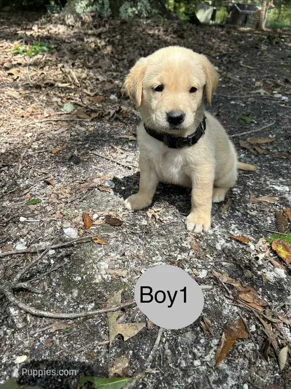 Flash – Goldador puppy for sale in Belton, SC