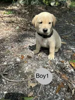 Flash, a male Goldador for sale in Belton, SC – 1 of 4