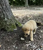 Bubba, a male Goldador for sale in Belton, SC – 5 of 5