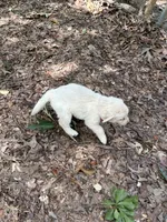 Snowball, a female Goldador for sale in Belton, SC – 3 of 3
