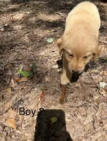 Bubba, a male Goldador for sale in Belton, SC – 2 of 5