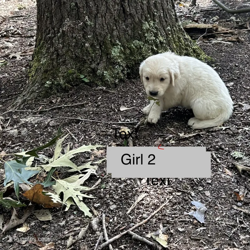 Snowball – Goldador puppy for sale in Belton, SC