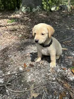 Flash, a male Goldador for sale in Belton, SC – 4 of 4