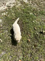 Cupcake , a female Goldador for sale in Belton, SC – 4 of 4