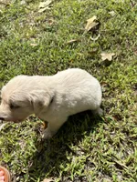 Cupcake , a female Goldador for sale in Belton, SC – 3 of 4