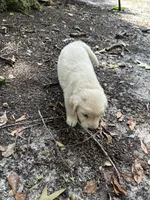 Snowball, a female Goldador for sale in Belton, SC – 2 of 3