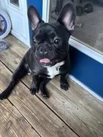 Melo, a male French Bulldog for sale in Stafford, VA – 4 of 5