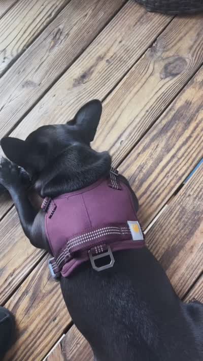 Melo, a male French Bulldog for sale in Stafford, VA – 5 of 5