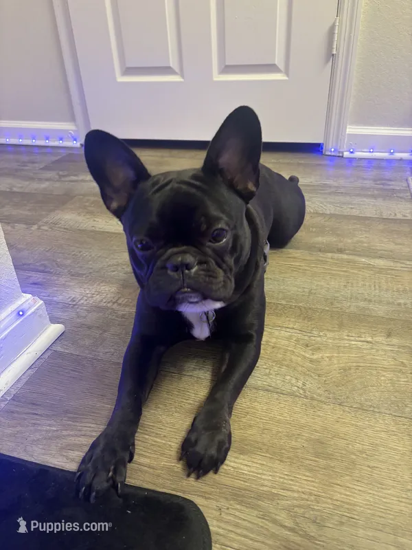 Melo – French Bulldog puppy for sale in Stafford, VA