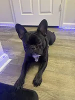 Melo, a male French Bulldog for sale in Stafford, VA – 1 of 5