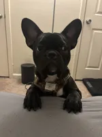 Melo, a male French Bulldog for sale in Stafford, VA – 2 of 5
