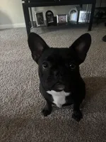 Melo, a male French Bulldog for sale in Stafford, VA – 3 of 5