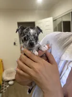 Mochi, a male Chihuahua for sale in Lynwood, CA – 4 of 4