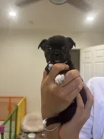Phoenix , a female Chihuahua for sale in Lynwood, CA – 3 of 4