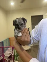 Marshmallow , a female Chihuahua for sale in Lynwood, CA – 2 of 4