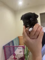 Squish, a female Chihuahua for sale in Lynwood, CA – 3 of 4