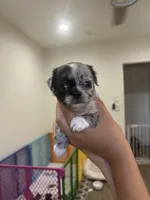 Marshmallow , a female Chihuahua for sale in Lynwood, CA – 4 of 4