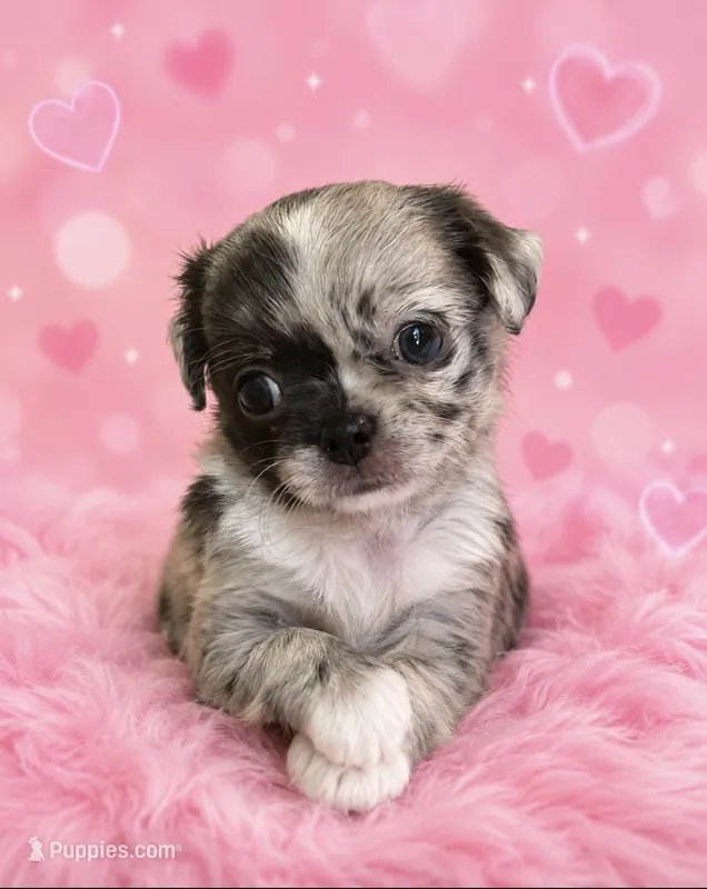 Marshmallow  – Chihuahua puppy for sale in Lynwood, CA