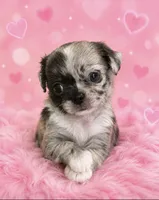 Marshmallow , a female Chihuahua for sale in Lynwood, CA – 1 of 4