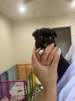 Squish, a female Chihuahua for sale in Lynwood, CA – 2 of 4