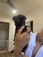 Phoenix , a female Chihuahua for sale in Lynwood, CA – 2 of 4