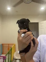 Phoenix , a female Chihuahua for sale in Lynwood, CA – 4 of 4