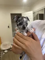 Mochi, a male Chihuahua for sale in Lynwood, CA – 3 of 4
