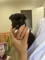 Squish, a female Chihuahua for sale in Lynwood, CA – 4 of 4