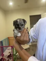 Marshmallow , a female Chihuahua for sale in Lynwood, CA – 3 of 4