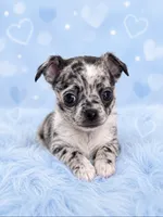 Mochi, a male Chihuahua for sale in Lynwood, CA – 1 of 4