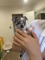 Mochi, a male Chihuahua for sale in Lynwood, CA – 2 of 4