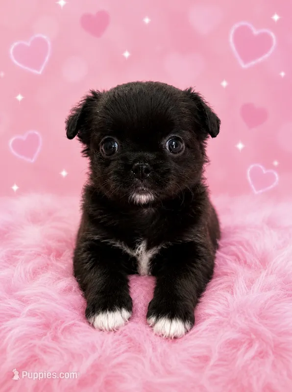 Squish – Chihuahua puppy for sale in Lynwood, CA