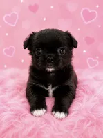 Squish, a female Chihuahua for sale in Lynwood, CA – 1 of 4
