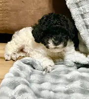 Spot, a male Poodle - Toy  for sale in Freedom, OK – Photo 3 of 4