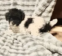 Spot, a male Poodle - Toy  for sale in Freedom, OK – Photo 2 of 4