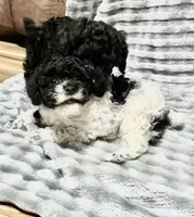 Spot, a male Poodle - Toy  for sale in Freedom, OK – Photo 4 of 4