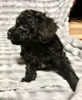 Black jack, a male Poodle - Toy  for sale in Freedom, OK – Photo 6 of 7