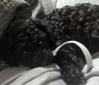 Black jack, a male Poodle - Toy  for sale in Freedom, OK – Photo 1 of 7