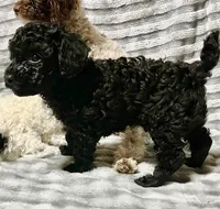 Black jack, a male Poodle - Toy  for sale in Freedom, OK – Photo 5 of 7