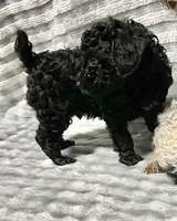 Black jack, a male Poodle - Toy  for sale in Freedom, OK – Photo 7 of 7